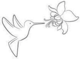 Ilustración colibrí